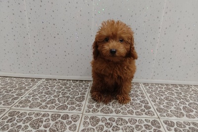 Той пудель(мальчик)