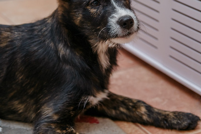 В добрые руки