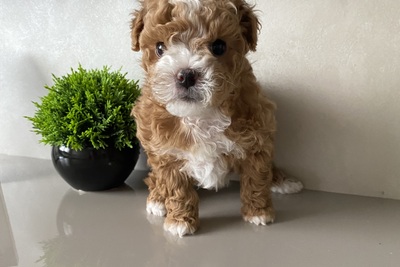 Продам щенка пушон (Бишпу)