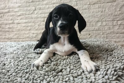 Щенки метисы пойнтера