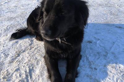 Очаровательная молодая собачка в дар