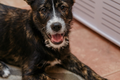 Кайла в дар