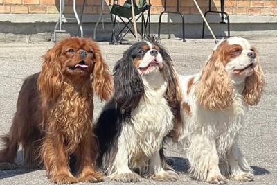 Кавалер кинг чарльз спаниель Вязка