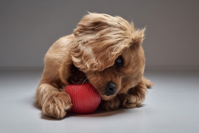 Кавалер Кинг Чарльз Спаниель