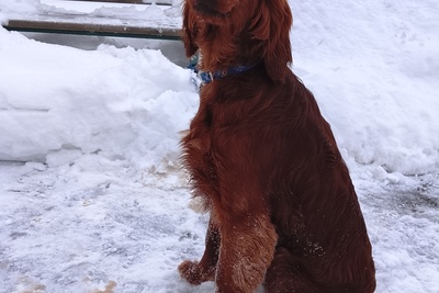 Мальчик ирландского сеттера