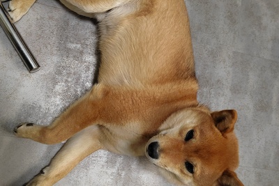 Отдам в хорошие руки: кастрированный кабель, 2 года, порода сиба-ину