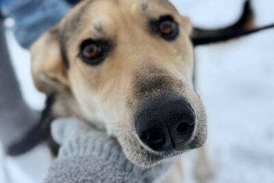 Молодая девочка в поиске своей семьи