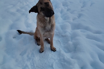 Классный пёс Бармалей ищет дом