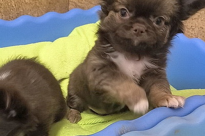 Чихуахуа мальчик шоколадный соболь. и девочки