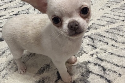 Чихуахуа мальчик