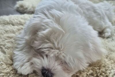 Продается девочка мальтезе