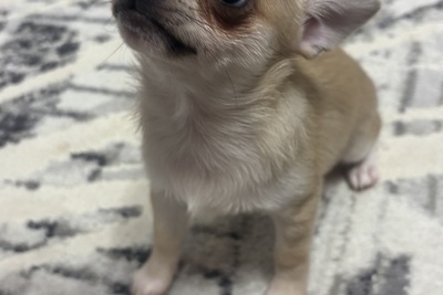 Чихуахуа девочка