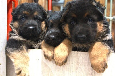 Чистокровные щенки немецкой овчарки