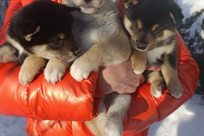 Сиба-ину щенки разных окрасов