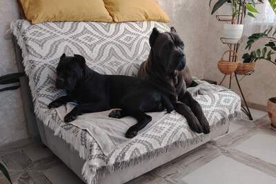 Щенки Кане Корсо