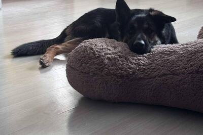 Овчарка метис в дар