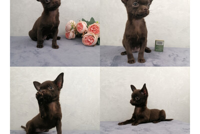 Девочка Чихуахуа