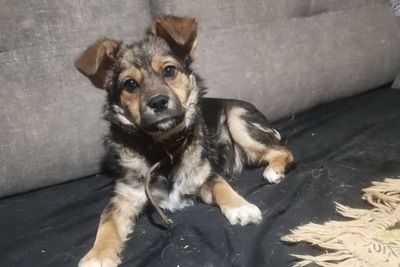 Щенок коротколапик ищет дом