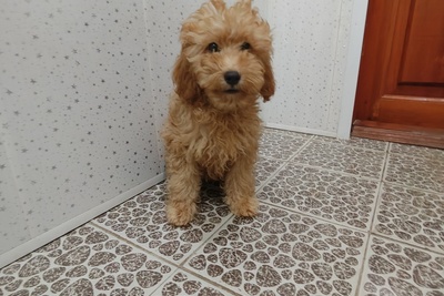 Карликовый пудель