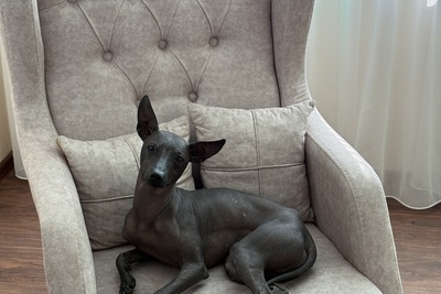 Мексиканская голая собака. Родословная