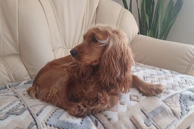 Щенки английского кокер мальчик и девочка