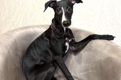 Эффектный щенок уиппета