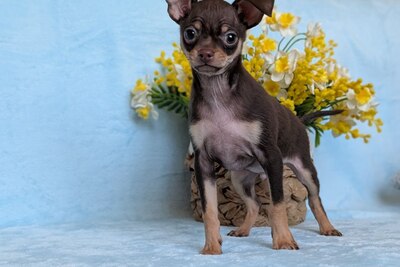 Русский гладкошерстный той терьер