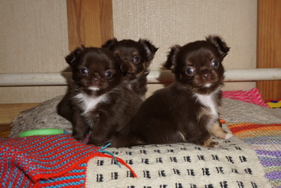 Девочка горький шоколад с насыщенным рыжим подпалом 3 мес , зубы 6х6,