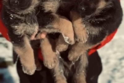 Продаются щенки немецкой овчарки