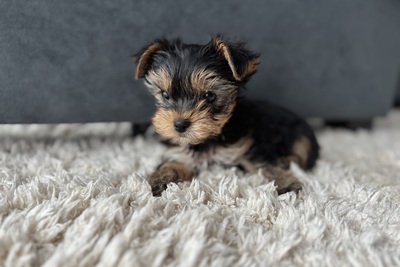 Йоркширский терьер