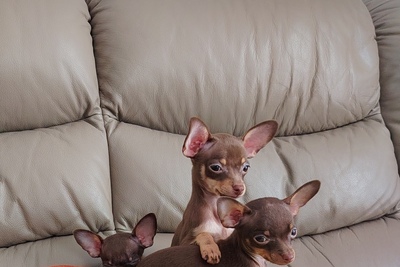 Той-терьер Русский той