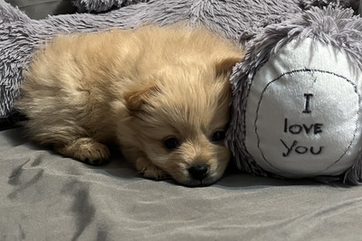 Померанский Шпиц