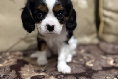 Кавалер Кинг чарлз спаниель