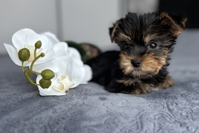 Йоркширский терьер (мальчик)