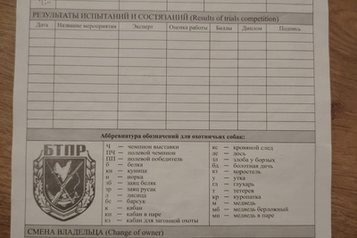 Продам Щенков англо-русской гончей