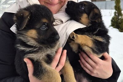 Чистокровные щенки немецкой овчарки