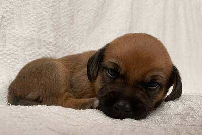 Продажа щенков баварской горной гончей