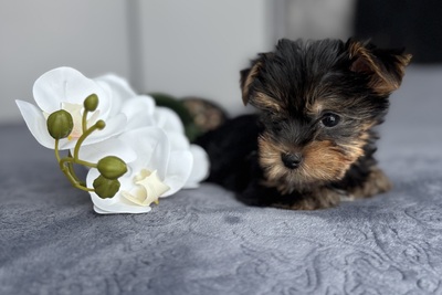 Йоркширский терьер