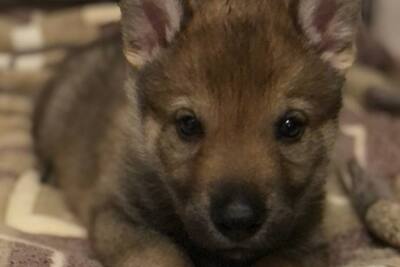 Щенок Чехословацкого влчка