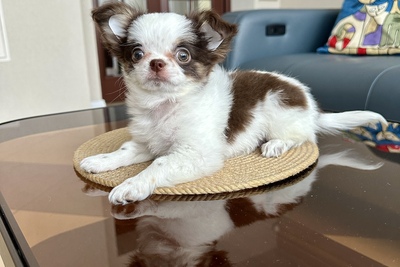 Бело-шоколадный мальчик чихуахуа