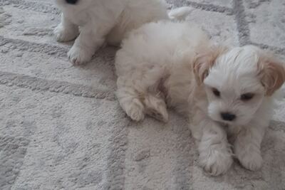 Щенки мальтийская болонки