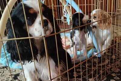 Щенки ККЧС мальчик