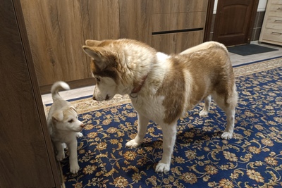 Метис хаски, девочка