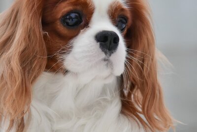 Щенки кавален кинг чарльз спаниеля