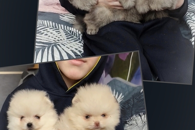 Померанский шпиц, щенки. Мини мишки