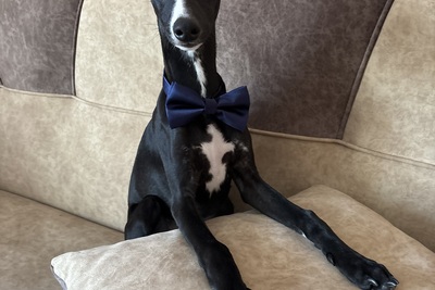 Эффектный щенок уиппета