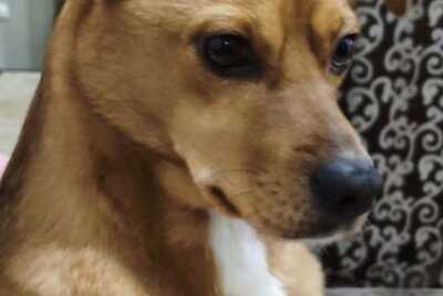 Чудо-пёс Рыжулик ищет дом