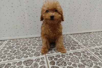 МИКРО Мальтипу F1