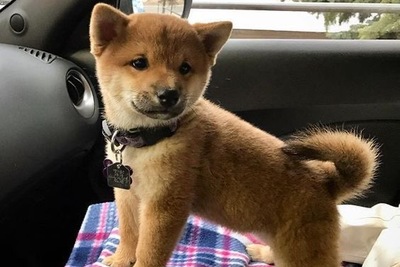 Продажа щенков сиба ину