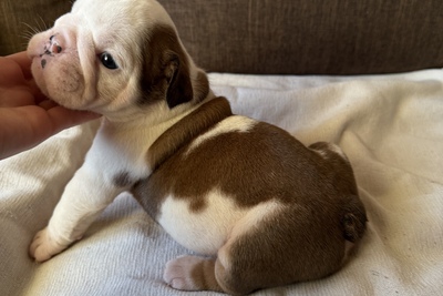 Щенки английского бульдога.